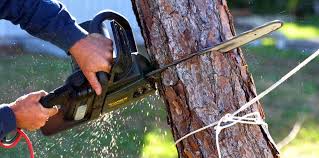 Best Tree and Shrub Care  in USA